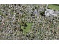 8C Taurima Avenue, Point England, Auckland - Carousel 1