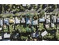 36 Mary Dreaver Street, New Windsor, Auckland - Carousel 1