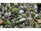 13 Ruarangi Road, Mount Albert, Auckland - Carousel 1
