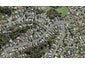 50 Moore Street, Hillcrest, Auckland - Carousel 1