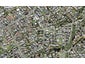 26A Trojan Crescent, New Lynn, Auckland - Carousel 1