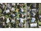 8 Hibiscus Place, Hillsborough, Auckland - Carousel 1