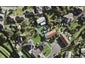 10/12 Balfron Avenue, Mount Roskill, Auckland - Carousel 1