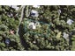 62 Rayner Road, Piha - Carousel 1