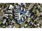 9 Torea Place, Waterview, Auckland - Carousel 1