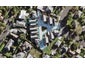 14 Torea Place, Waterview, Auckland - Carousel 1