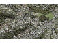 49 McDowell Crescent, Hillcrest, Auckland - Carousel 1