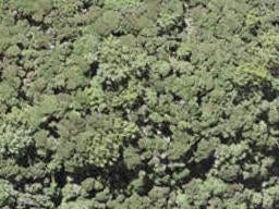 0 North Cove, Kawau Island, Kawau Island