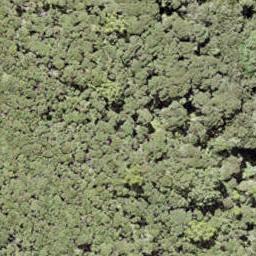 0 North Cove, Kawau Island, Kawau Island