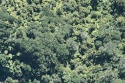 0 Maungaroa Access Road, Te Kaha, Te Kaha