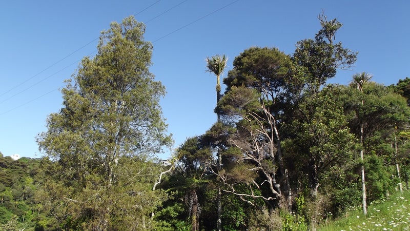 19 Pacific Bay Road, Tutukaka, Whangārei - Carousel 2