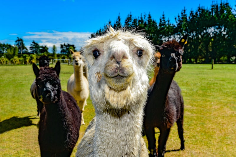 1316 Tramway Road, Leeston - Carousel 25