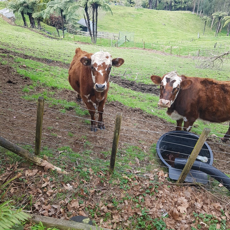 1565 State Highway 29, Lower Kaimai, Tauranga - Carousel 25