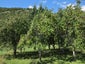 232 Takaka Valley Highway, Upper Takaka - Carousel 4