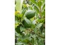 36 Centennial Avenue, Riccarton, Christchurch - Carousel 17